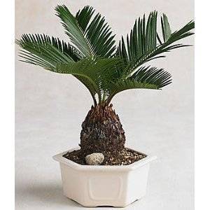 Amazon.com : Sago Palm Bonsai in Ceramic Dish - Easy to ...