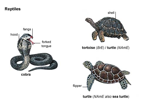 reptile noun - Definition, pictures, pronunciation and ...