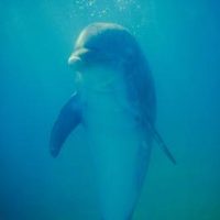 How Much Does a Dolphin Trainer Get Paid a Year? | eHow