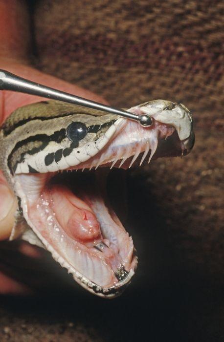 How many teeth do ball pythons have? - Quora