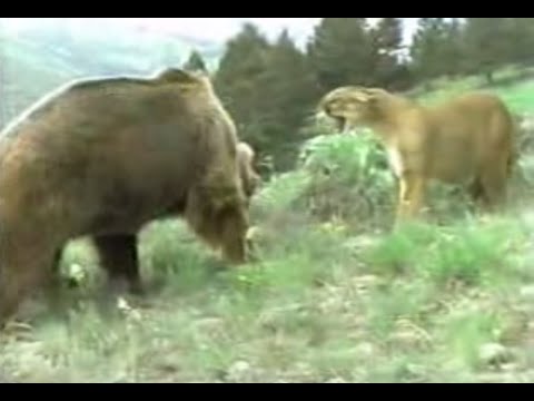 lion vs mountain lion Gallery