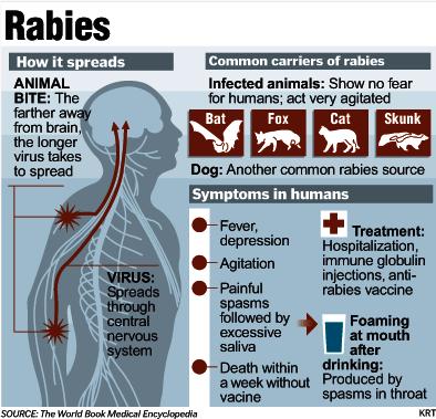 Is it bad to smoke with the anti rabies shots - Things You ...