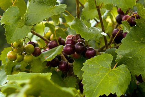 Care of Muscadine Grapevines: Tips For Growing Muscadine ...