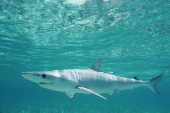 Sharks, apex predator of the Gulf, are dying by the ...