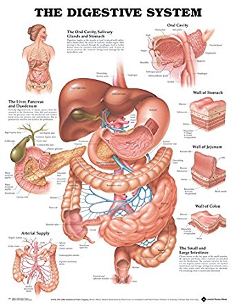 The Digestive System Anatomical Laminated Chart/Poster ...