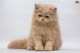 Persian cat​
