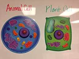 Amazon.com: Learning Resources Giant Magnetic Plant Cell ...