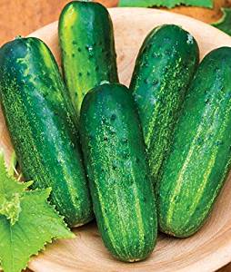 Amazon.com : Supremo Hybrid Cucumber Seeds 15 Seed Pack by ...