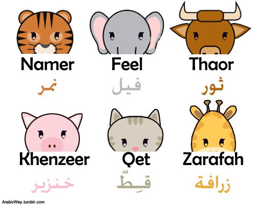 Arabic: Animals Arabic Ox Tiger arabic way cat elephant ...