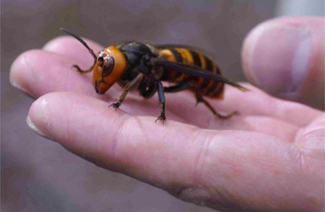 A plague of hornets in China is killing people and eating ...