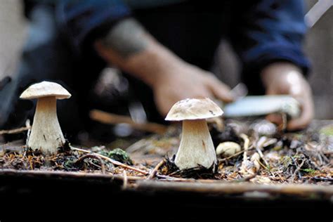 Grow Mushrooms In Your Home With These 5 Easy Steps ...