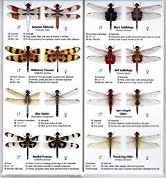 Dragonflies of Texas: A Guide to Common & Notable Species ...