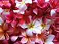 Amazon.com: 10 Frangipani MIXED PLUMERIA Rubra Lei Flower ...