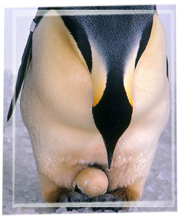 2 February 2012 Closer Look at Emperor penguins | PolarTREC