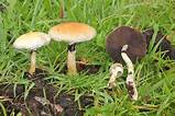 Magic ​Mushrooms​