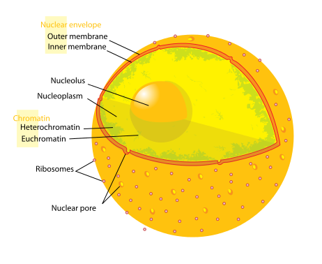 Difference Between Cell Membrane and Nuclear Membrane ...