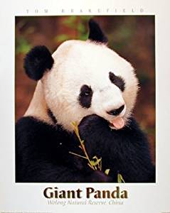 Amazon.com: Giant Panda Bear Animal Bamboo Wildlife Wall ...