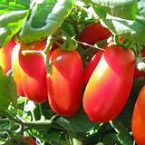 Tomato Cherry Roma Organic
