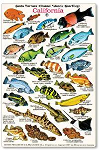 Amazon.com : California and Baja Fish Identification Card ...