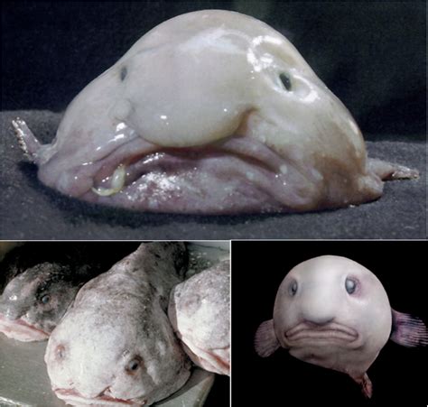 Fix up Facts: Blobfish