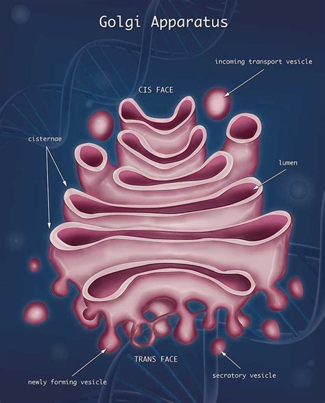 Golgi Apparatus Illustration | av_designs