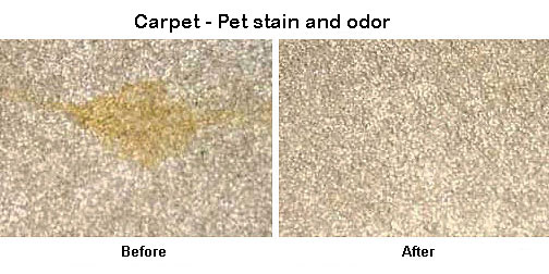 Amazon.com : Clean + Green Carpet and Upholstery Pet Odor ...