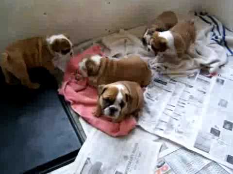 8 weeks old english bulldog Puppies for adoption - YouTube