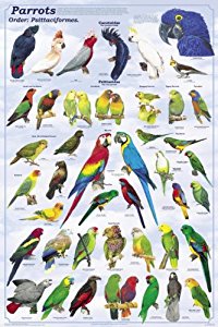Amazon.com: (24x36) Laminated Parrots Educational Bird ...