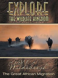 Amazon.com: Explore The Wildlife Kingdom: Wildebeest - The ...
