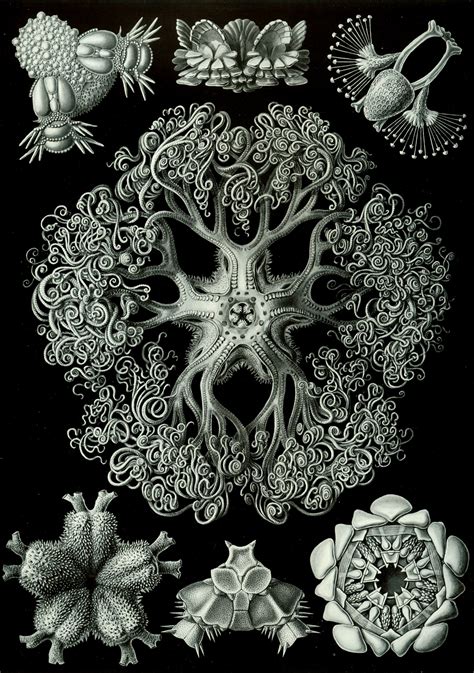 cncntrc - Ernst Haeckel: Kunstformen der Natur 1899-1904