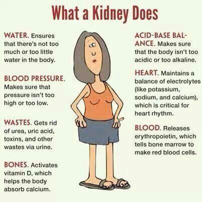 Kidney functions. | My nursing! | Pinterest