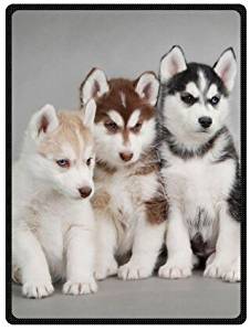 Amazon.com: Siberian Husky Puppies Dogs Pets Queen Size ...