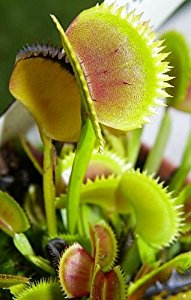 Amazon.com : Dionaea muscipula UK sawtooth number1 - venus ...