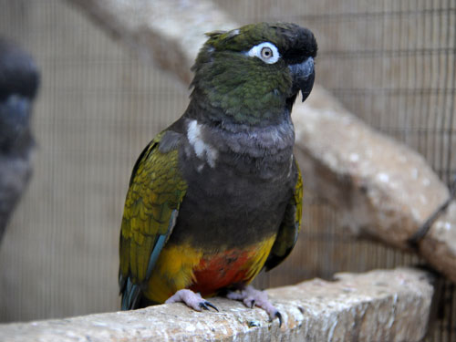 Patagonian Conure Facts, Care as Pets, Housing, Pictures ...