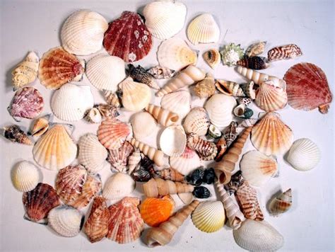 Creative Hobbies Sea Shells Mixed Beach Seashells ...