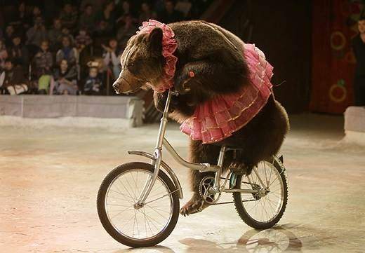 Could you escape a grizzly bear on a bike?
