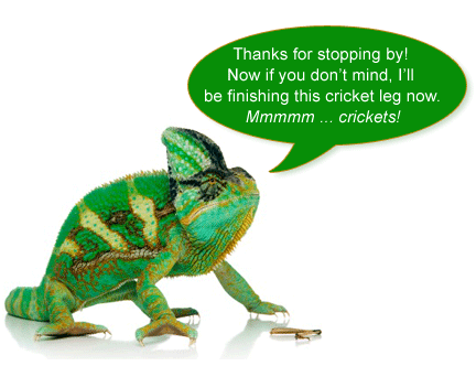 Why Veiled Chameleons Are Not for Beginners