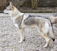 Czechoslovakian ​Wolfdog​