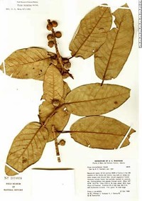 Ficus Velutina​