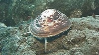 Gastropoda Snails, Slugs, and Limpets