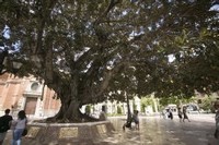 El Ficus Centenario