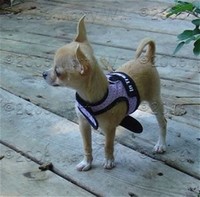 Chihuahua​