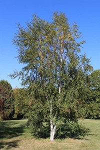 Birch, Downy (Betula Pubescens) 