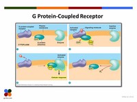 G-Protein-Coupled Receptors