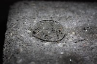 Hydrophobic Cement: 