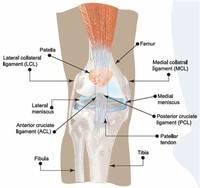 Knee Injury: ACL Tear