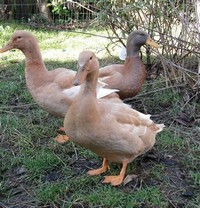 Orpington ​Duck​