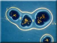 Streptococcus ​Cricetus​