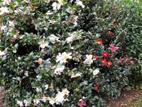 Sasanqua ​Camellia​