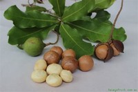Macadamia (Macadamia Integrifolia) 